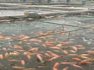 Fish Farming